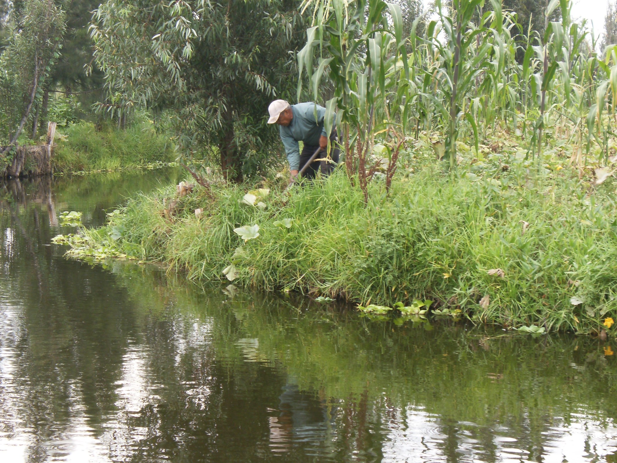 A grower tending a cultivated chinampa beside a canal.